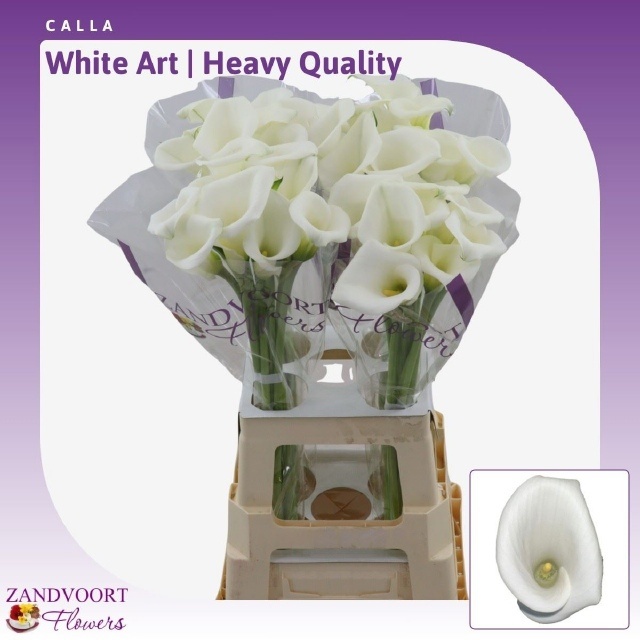 Zant White Art