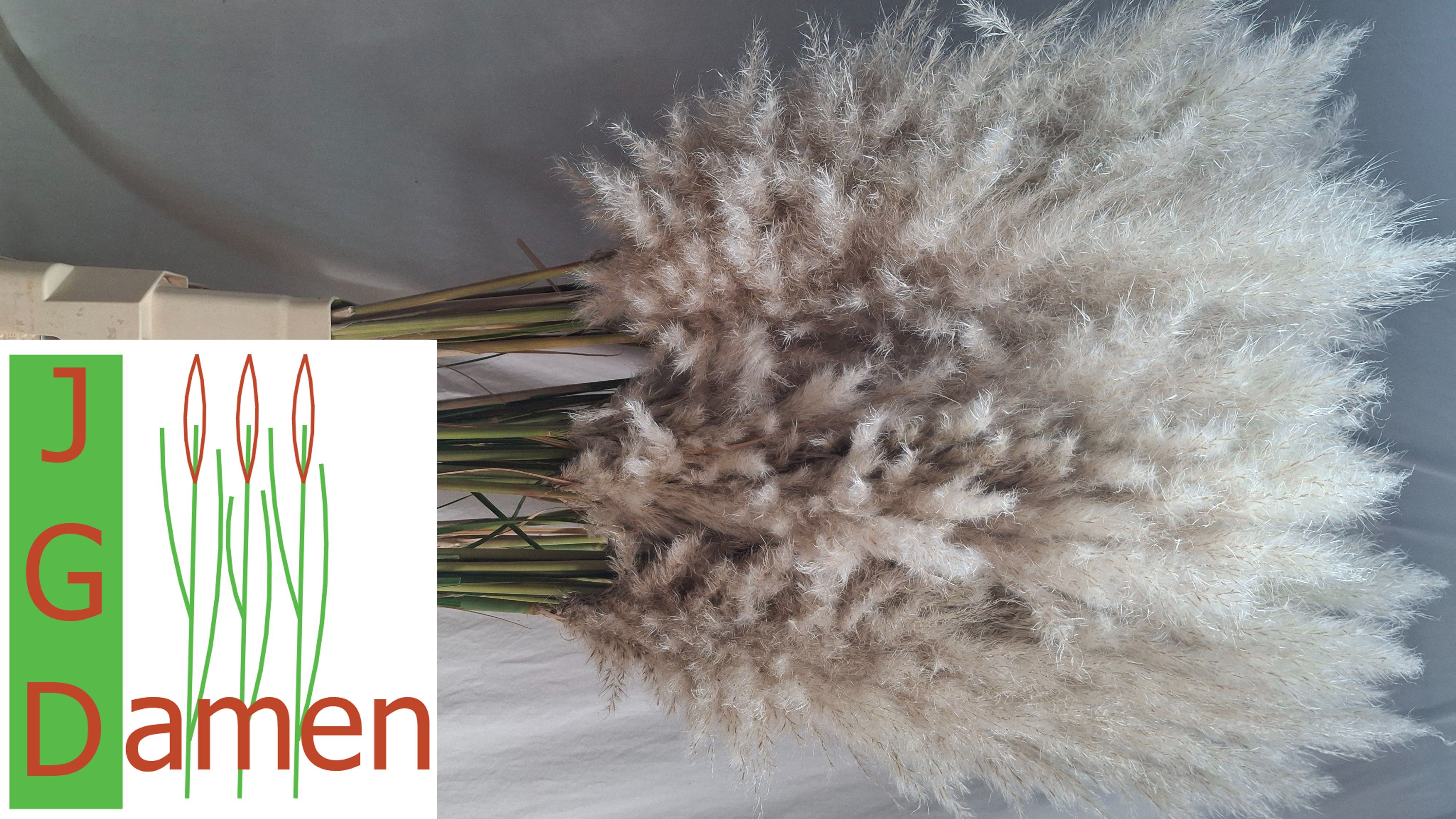 Cortaderia 100cm