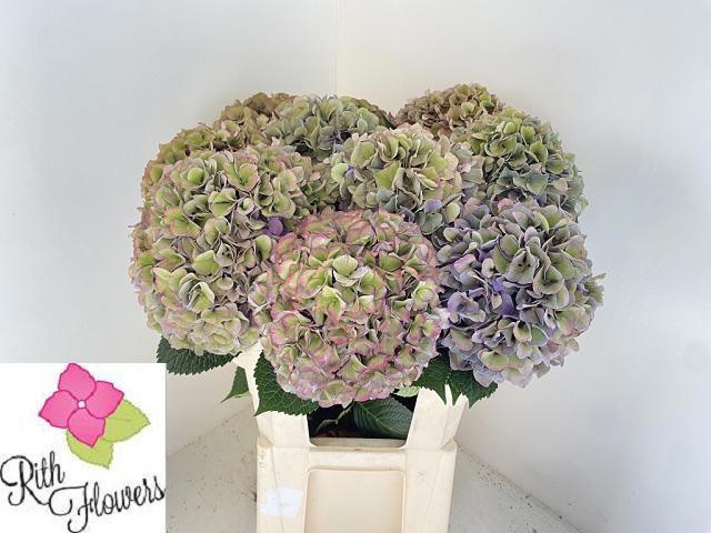 Hydrangea Royal Parade Classic 90cm 25Ø