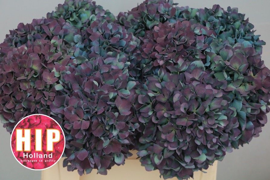 Hydrangea Pimpernel Classic 50cm 18Ø