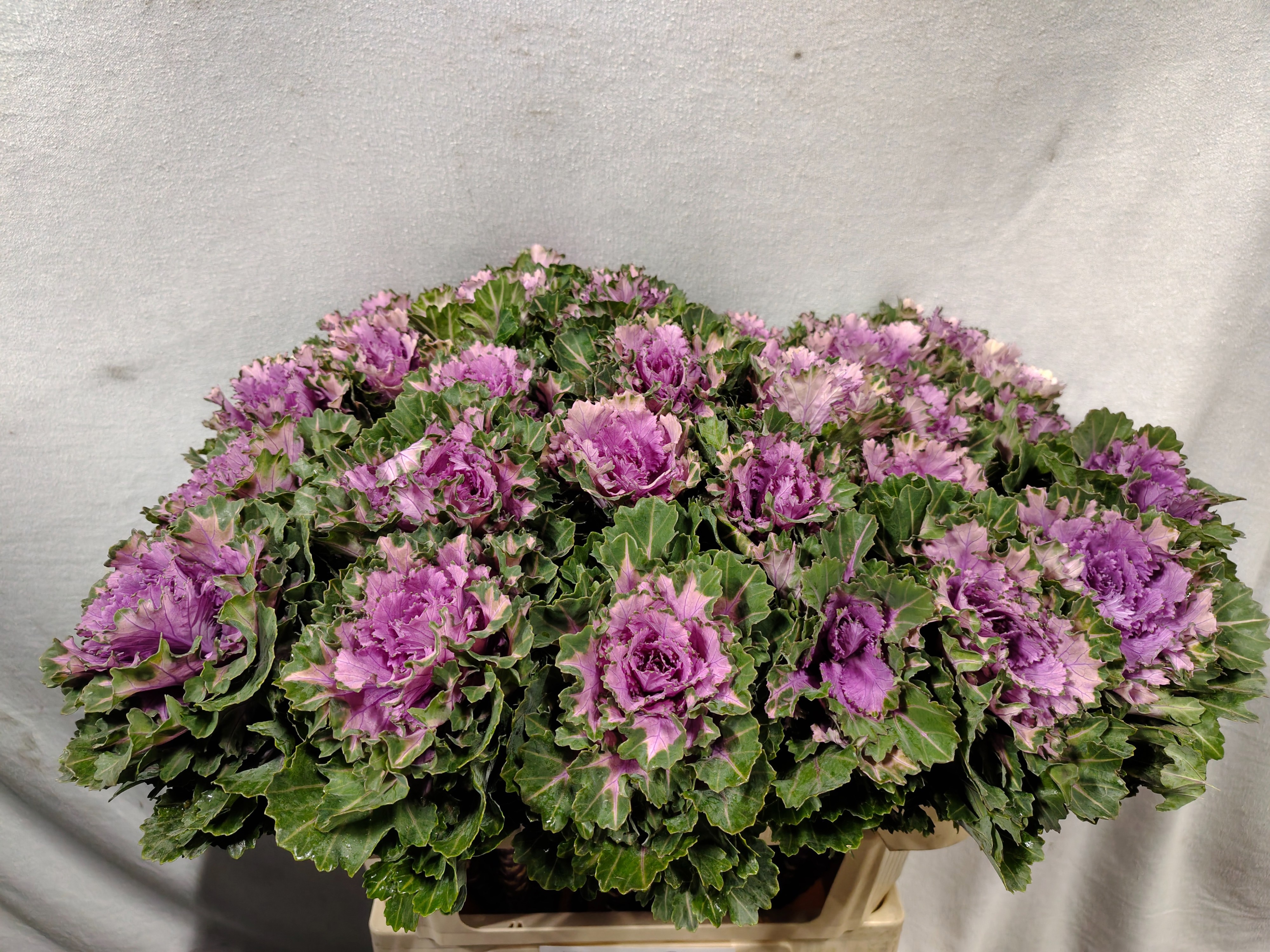 Brassica Ksenia 70cm
