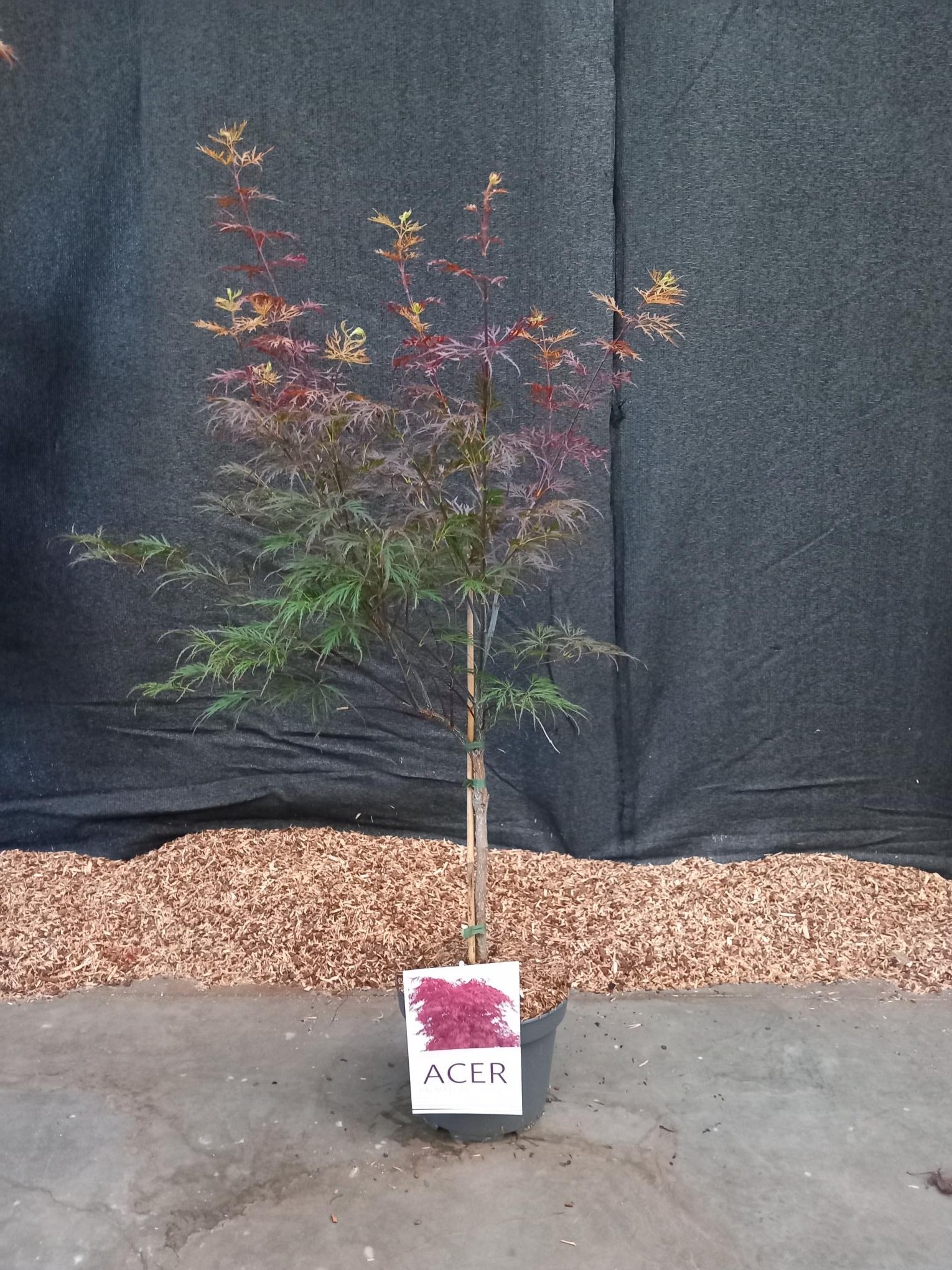 Picture of Acer palmatum Garnet