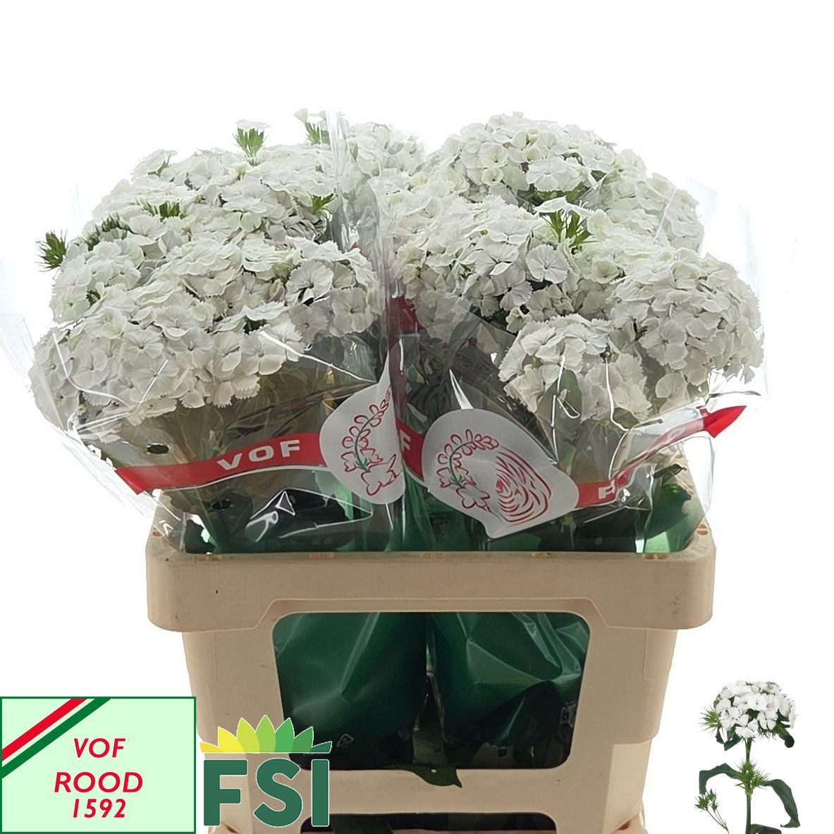 Dianthus Barb White Duke 60cm