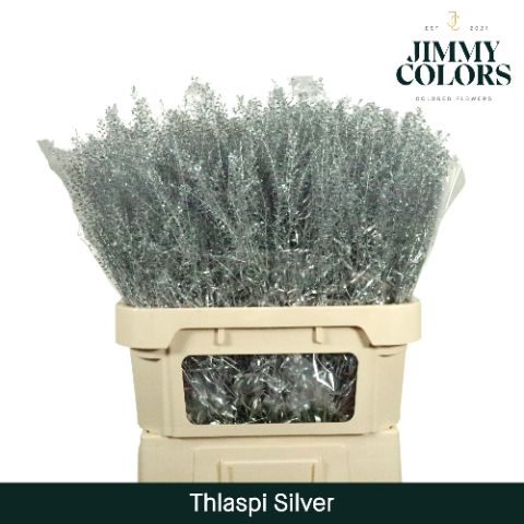 Thlaspi Gekleurd Silver