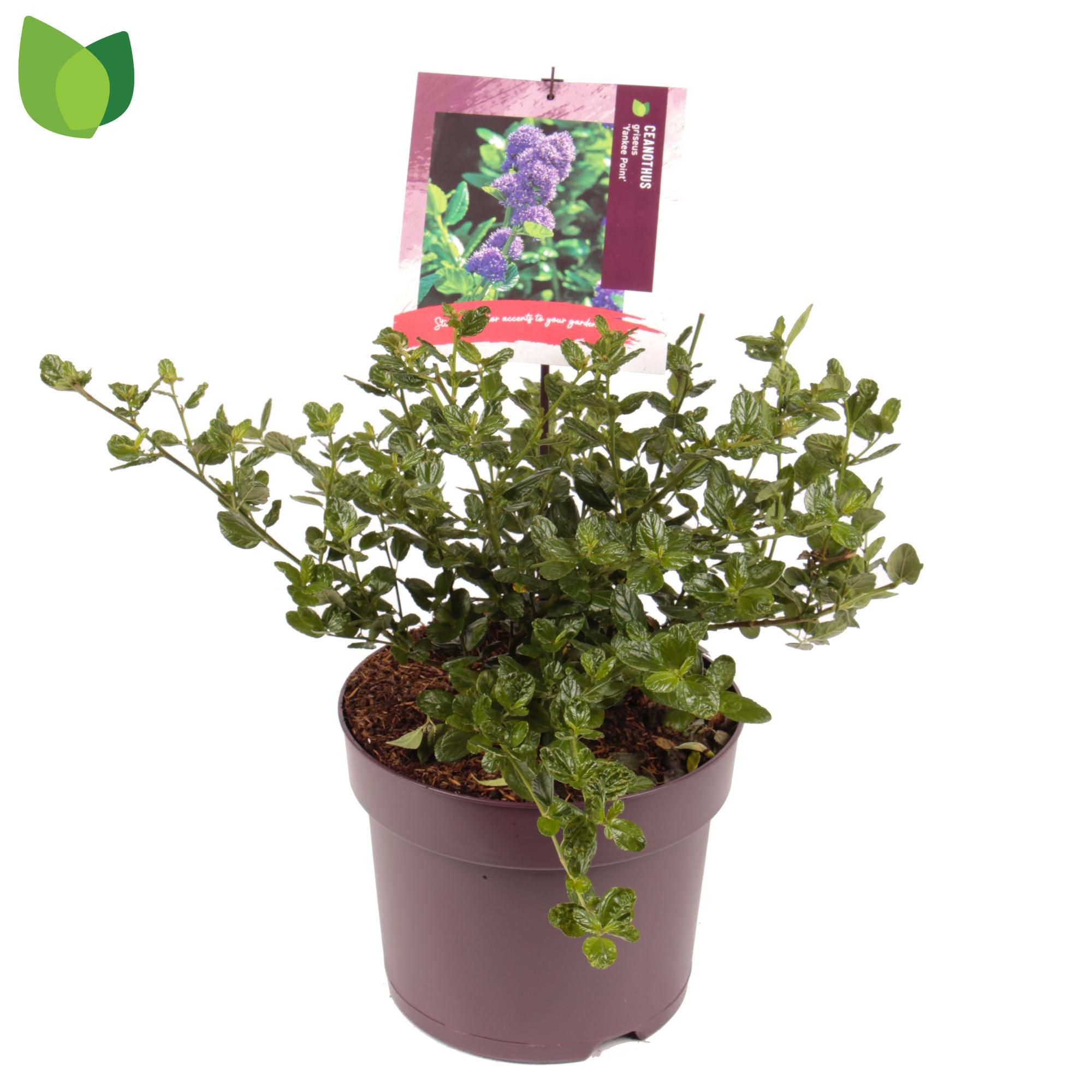 Ceanothus griseus 'Yankee Point'