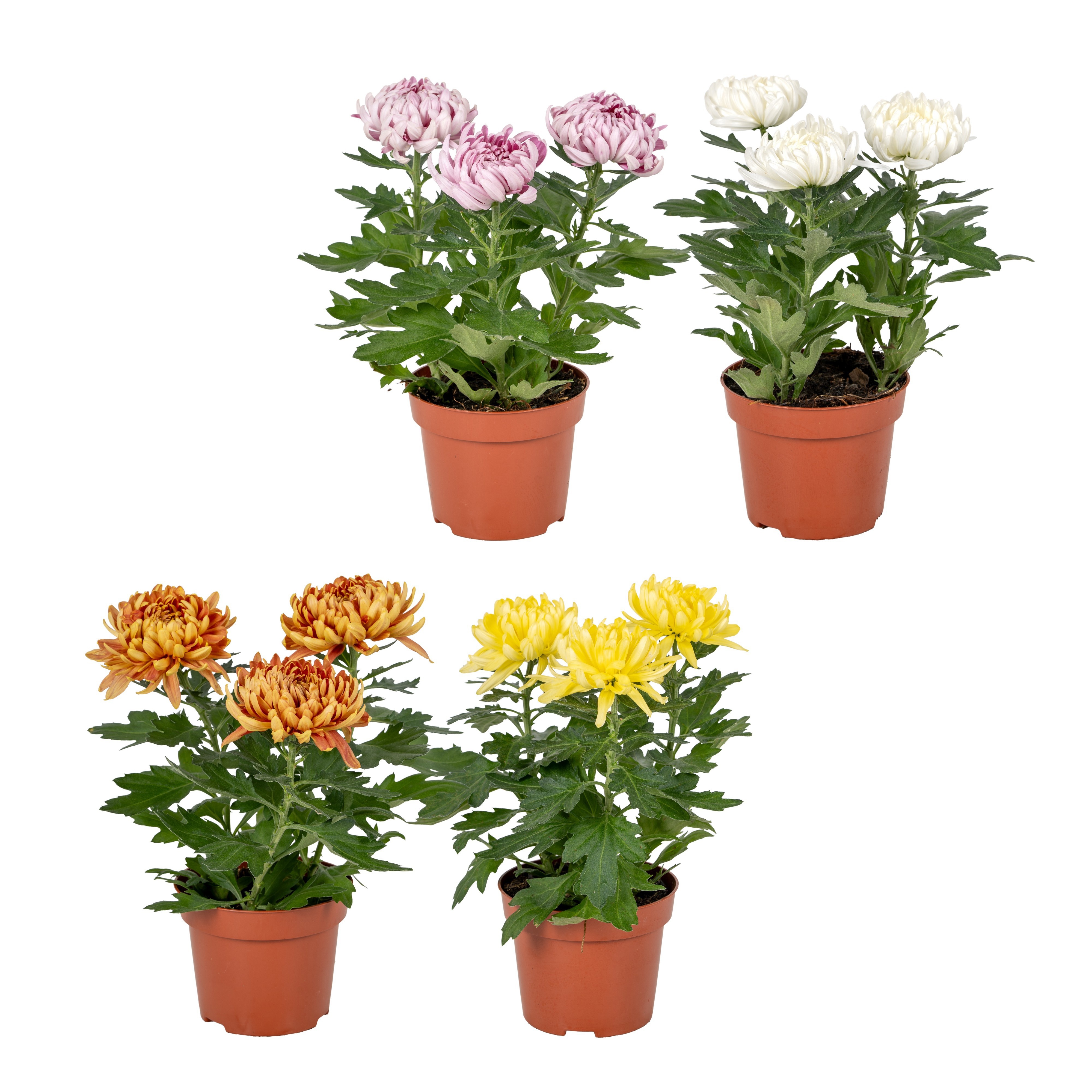 Chrys Cosmo Comp Gem 12Ø 25cm