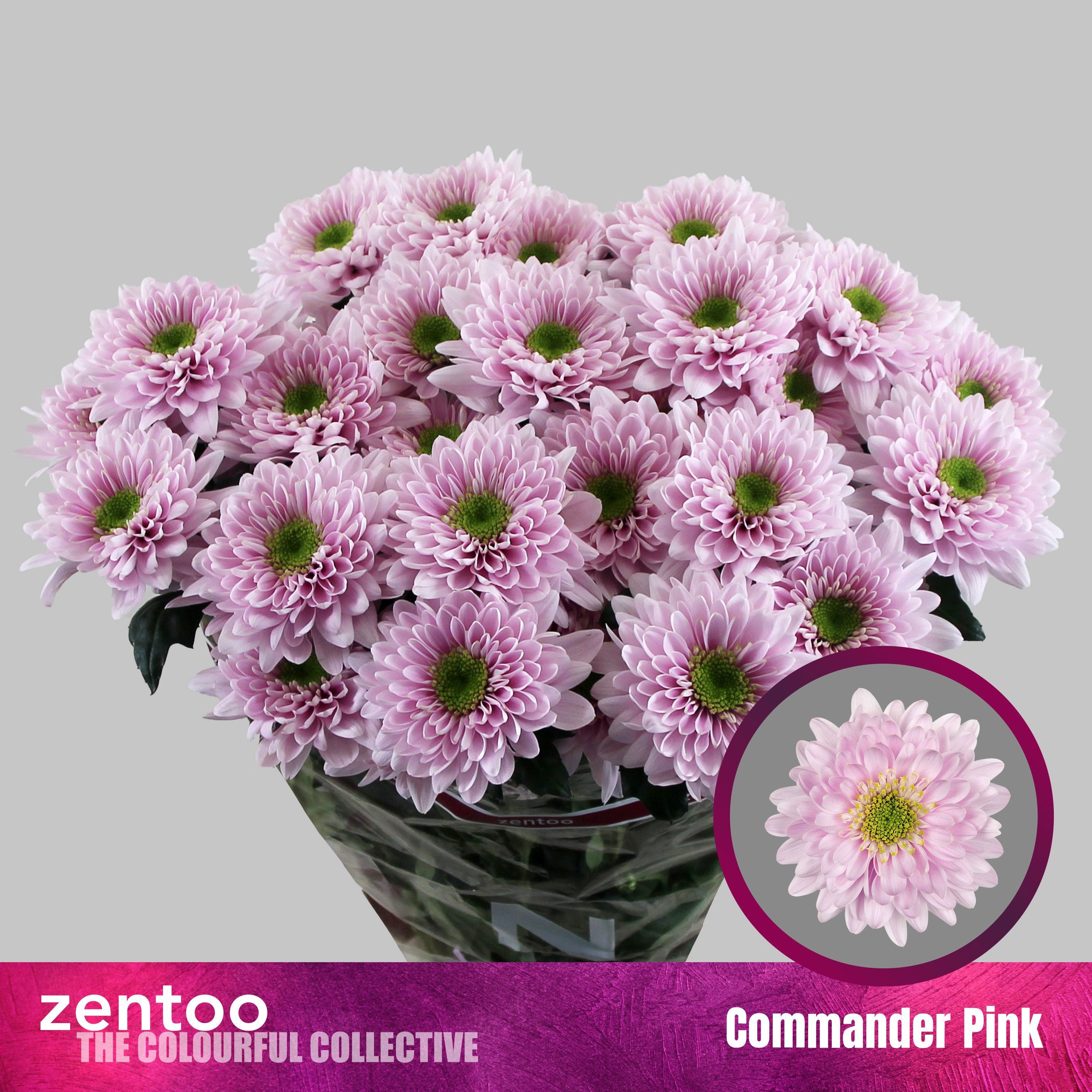 Chrys Spray Commander Pink 95gram