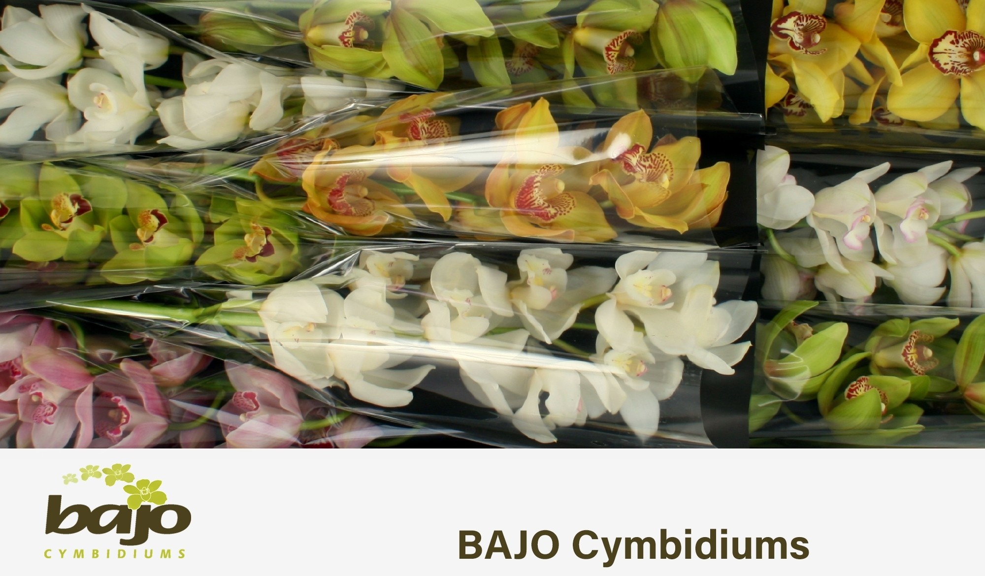 Cymbidium Asst 9bl
