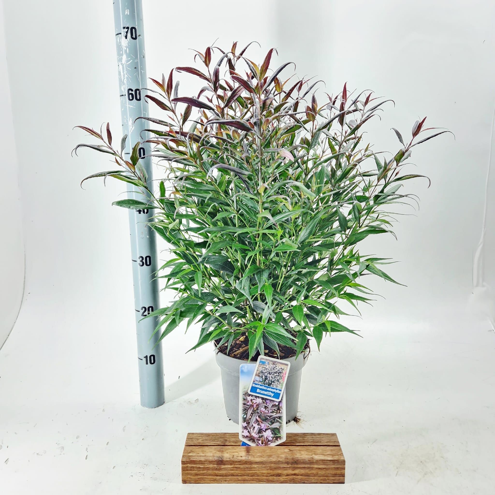 Strobilanthes anisophyllus Brunetthy ('Lankveld15'PBR)