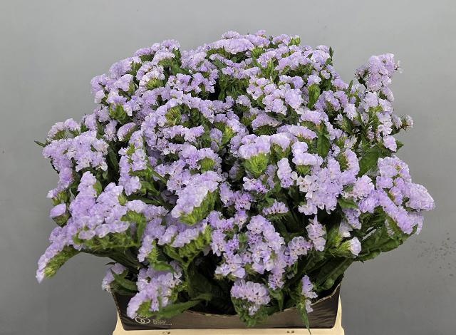 Statice Tonie Lavender 40cm 20gram