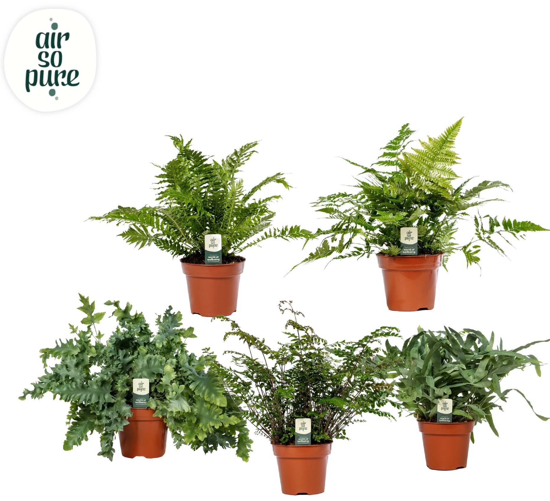 Picture of Ferns in varieties ASP P17 60CM