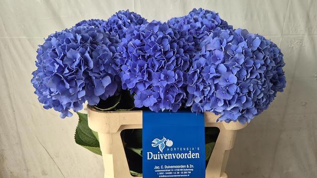 Hydrangea Pimpernel 80cm 23Ø
