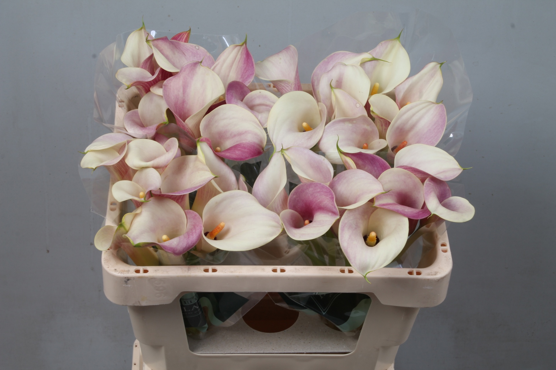 Calla Blushing Lady 50cm