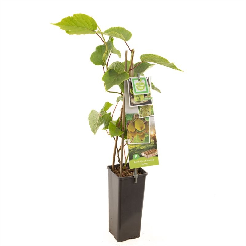 Actinidia deliciosa 'Jenny'