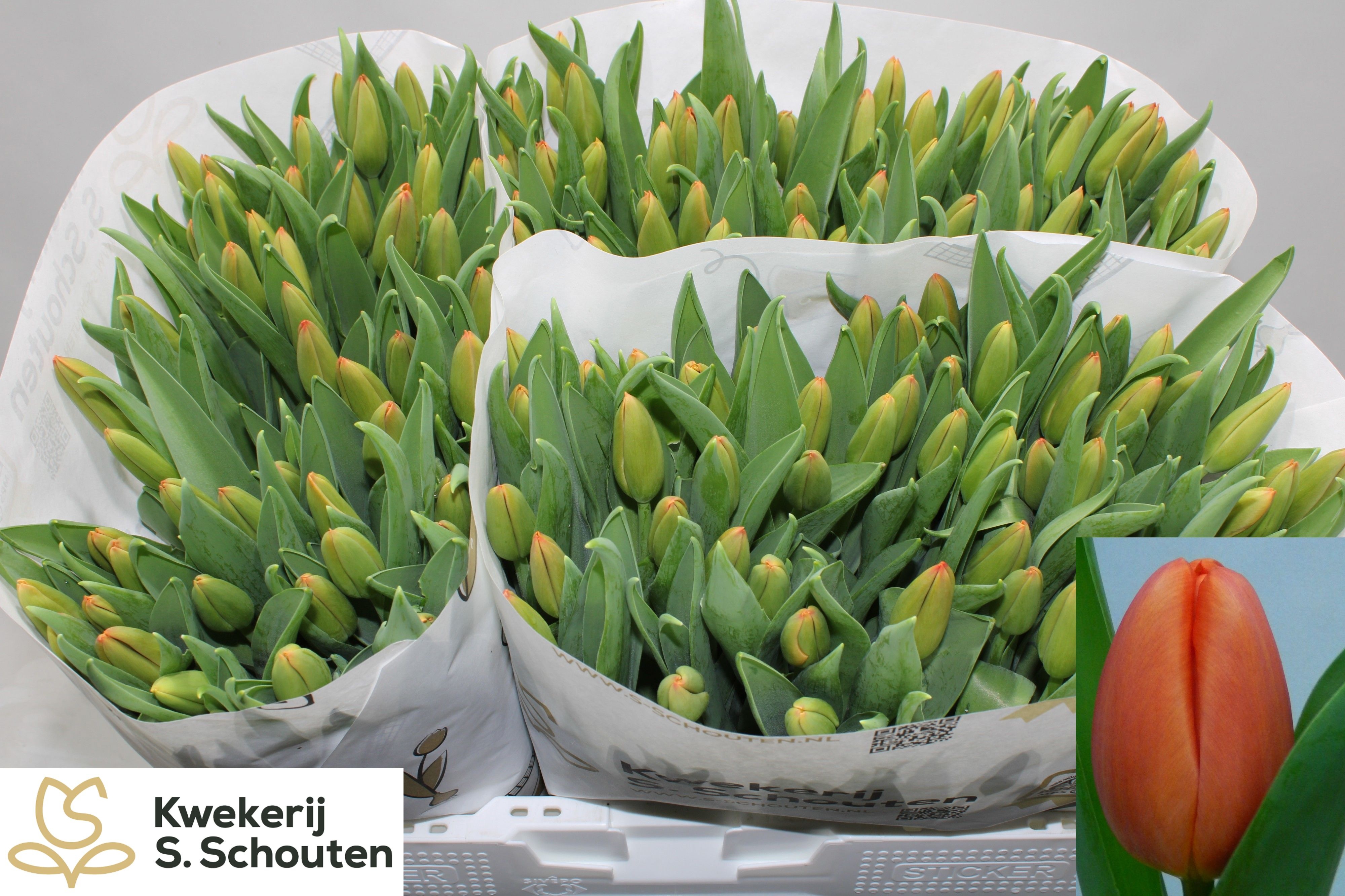 Tulipa Orange Juice 40cm 34gram