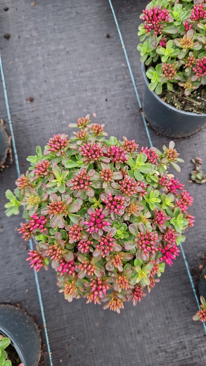 Picture of Sedum spurium Deep Rose P17 (2 Ltr)