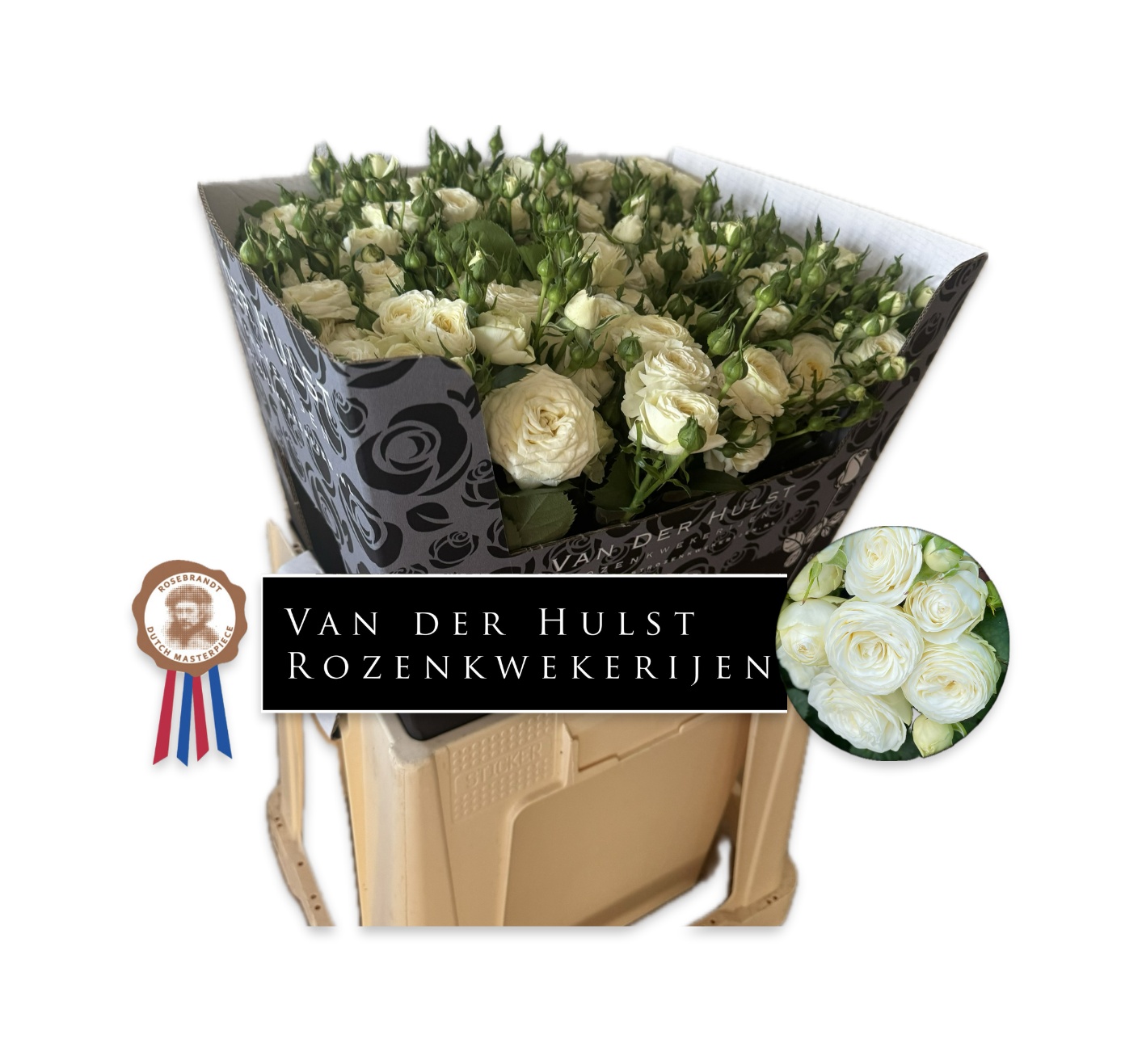 Rosa Spr Sno Trendsetter 60cm