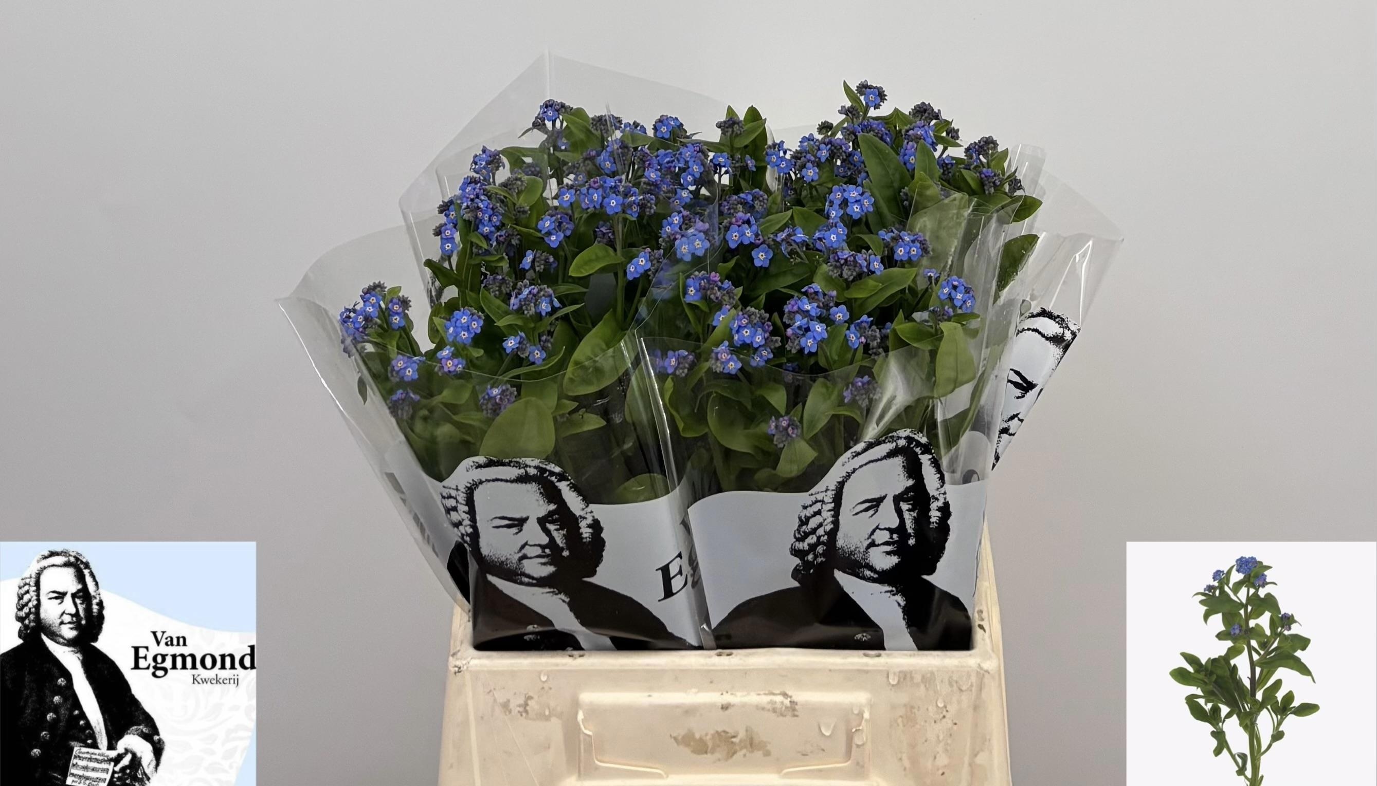Myos Al Blue Memory 45cm