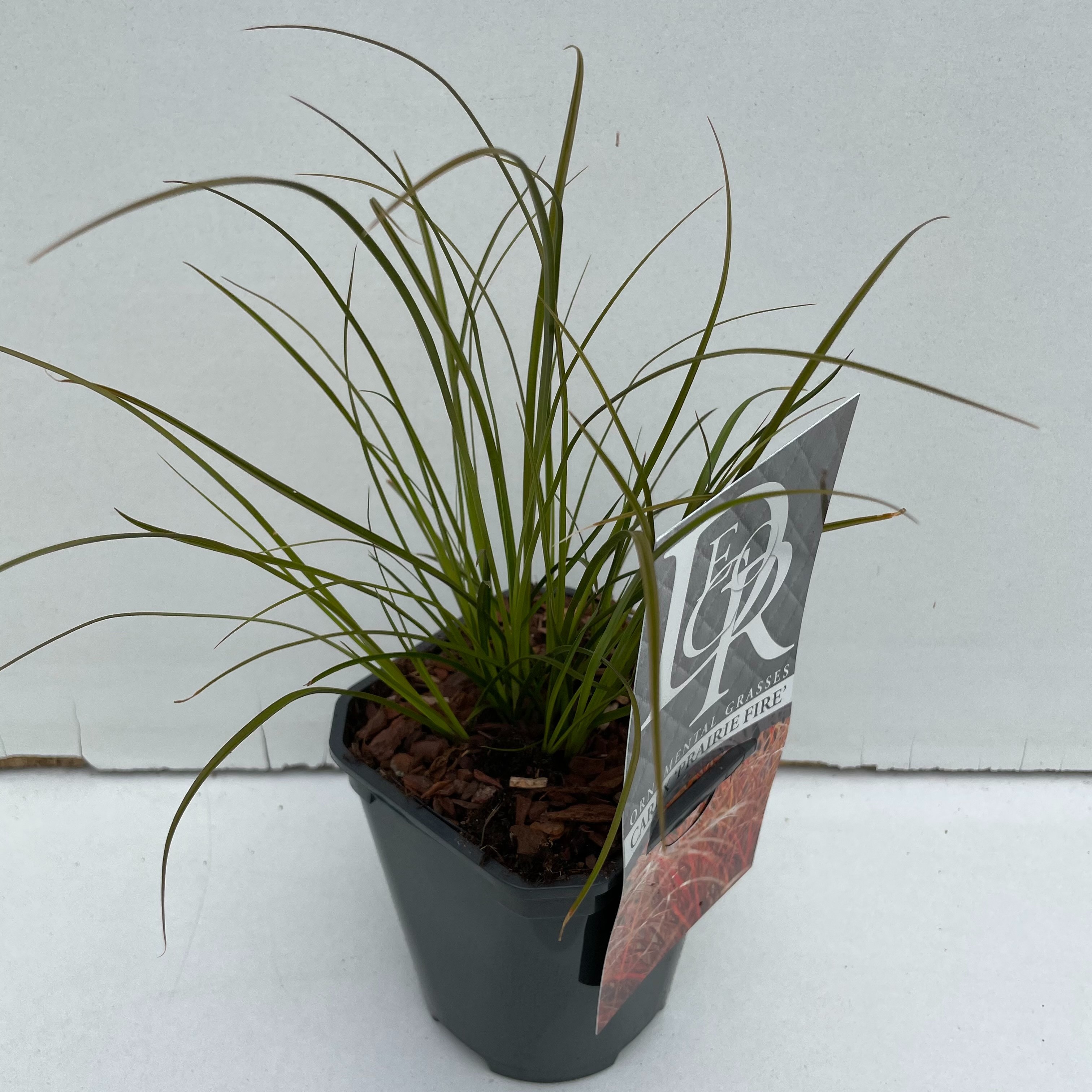 Carex 'Prairy Fire'