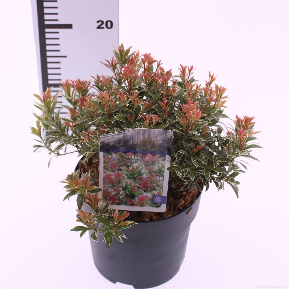 Picture of Pieris jap. 'Little Heath'