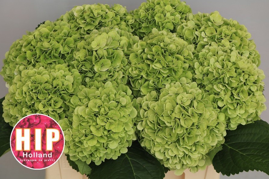 Hydrangea Cannonball Classic 50cm 18Ø