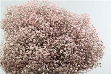 Gypsophila Painted 70cm 20gram