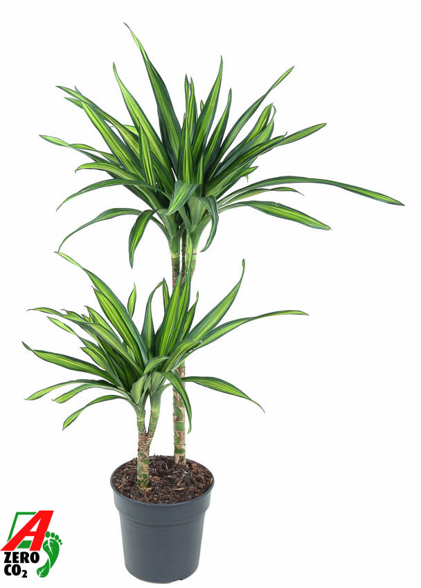 Picture of Dracaena Riki 45-15 P19 90cm