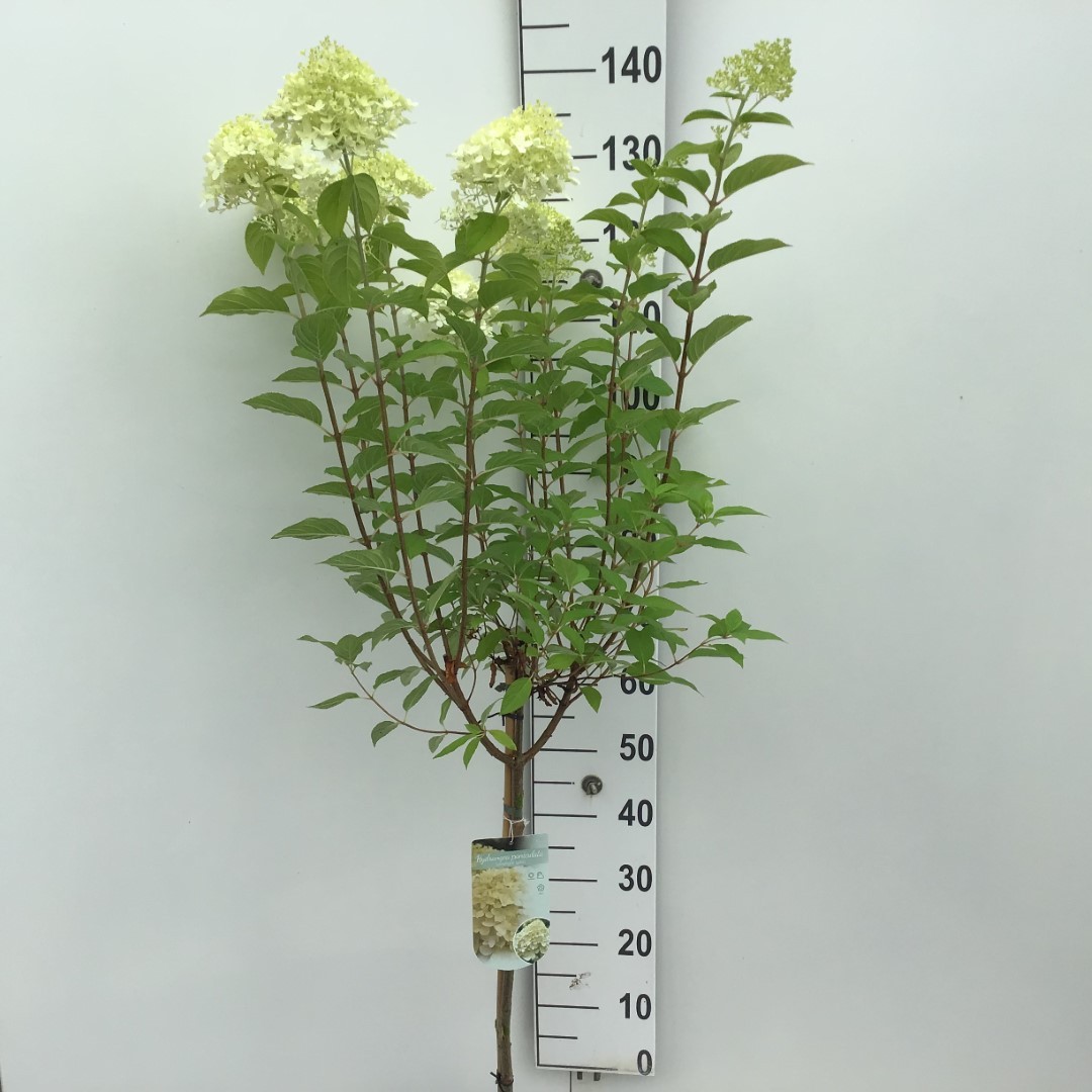 Picture of Hydrangea paniculata Limelight P23 (5 Ltr) 60/STD