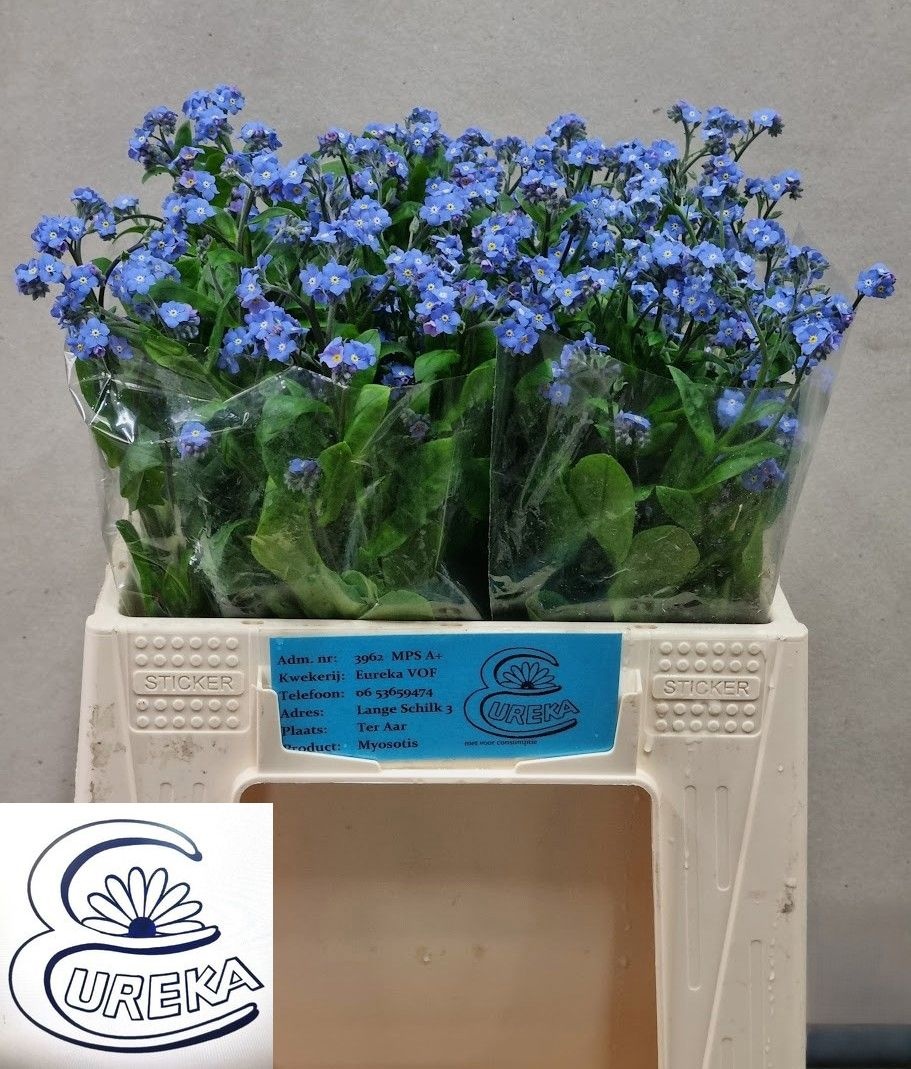 Myos Al Blue Memory 40cm