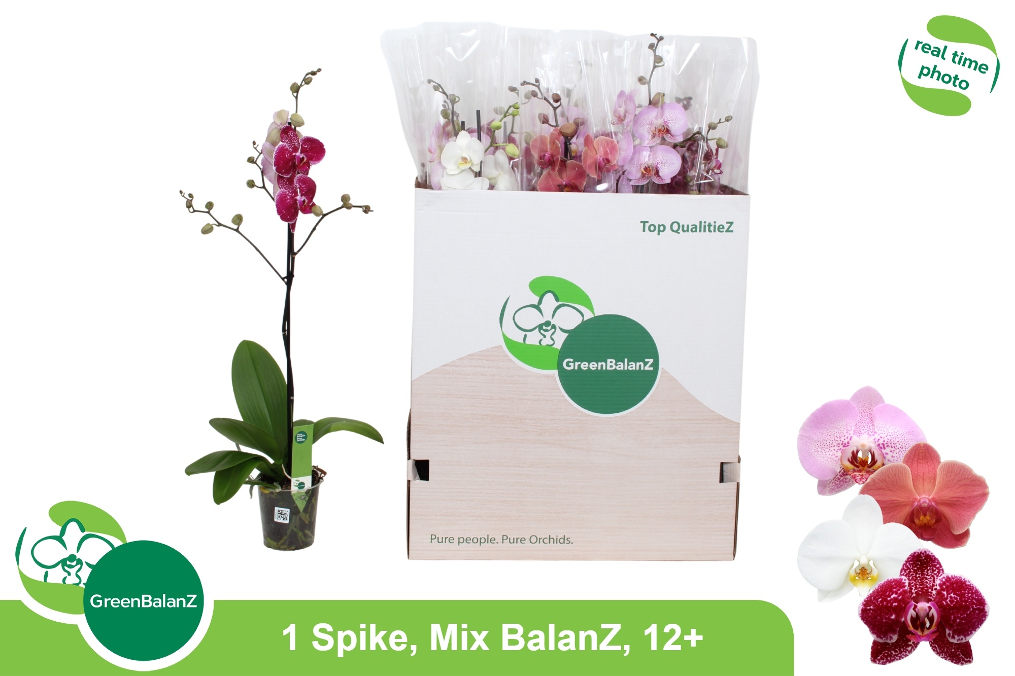 Phalaenopsis Asst 12Ø 75cm
