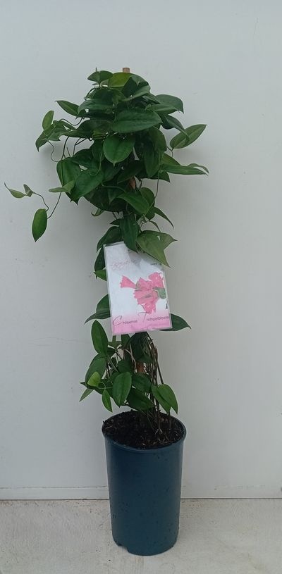 Lapageria rosea