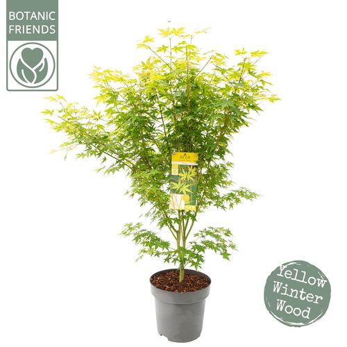 Acer palm. 'Bi hoo' p34 Son