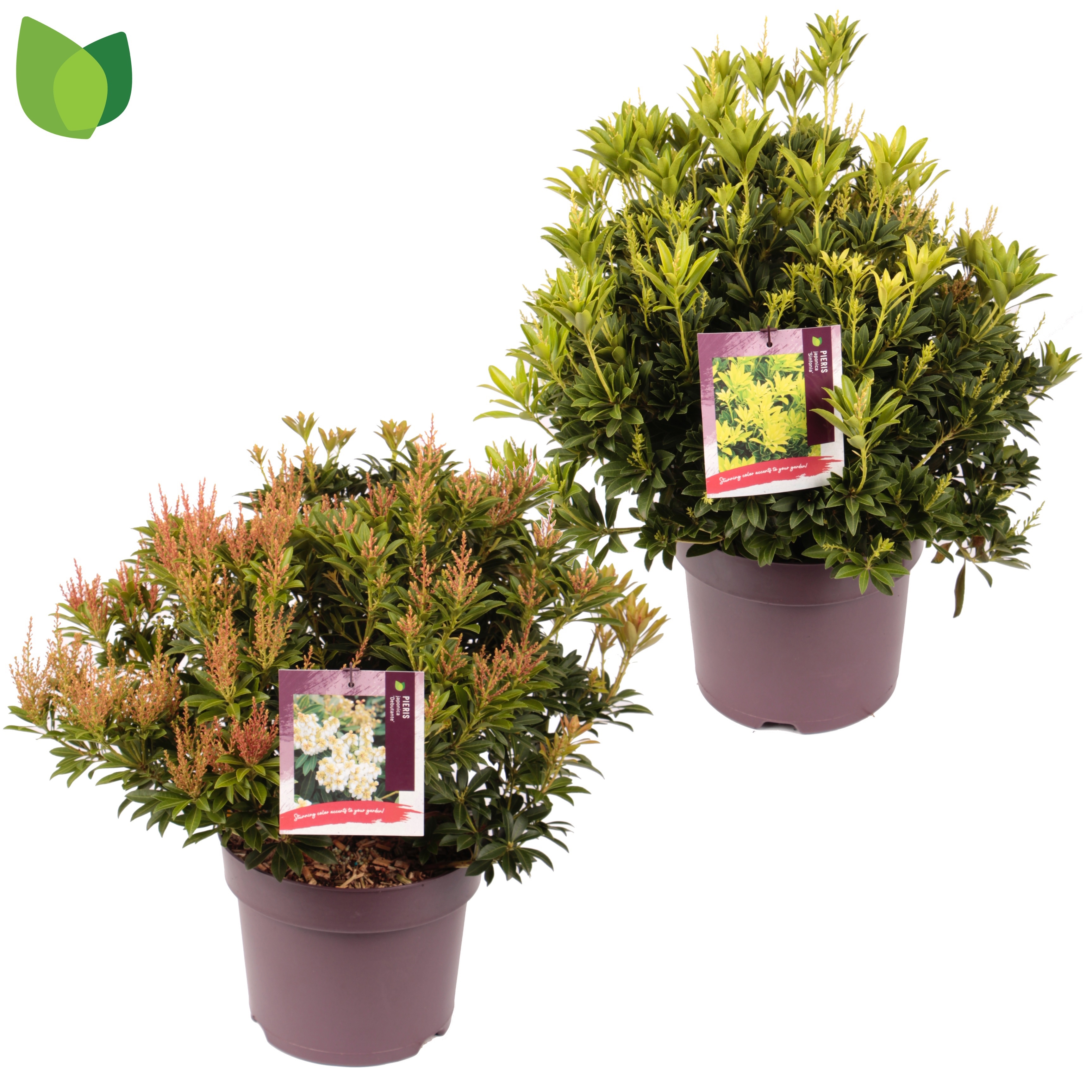 Pieris jap. MIX