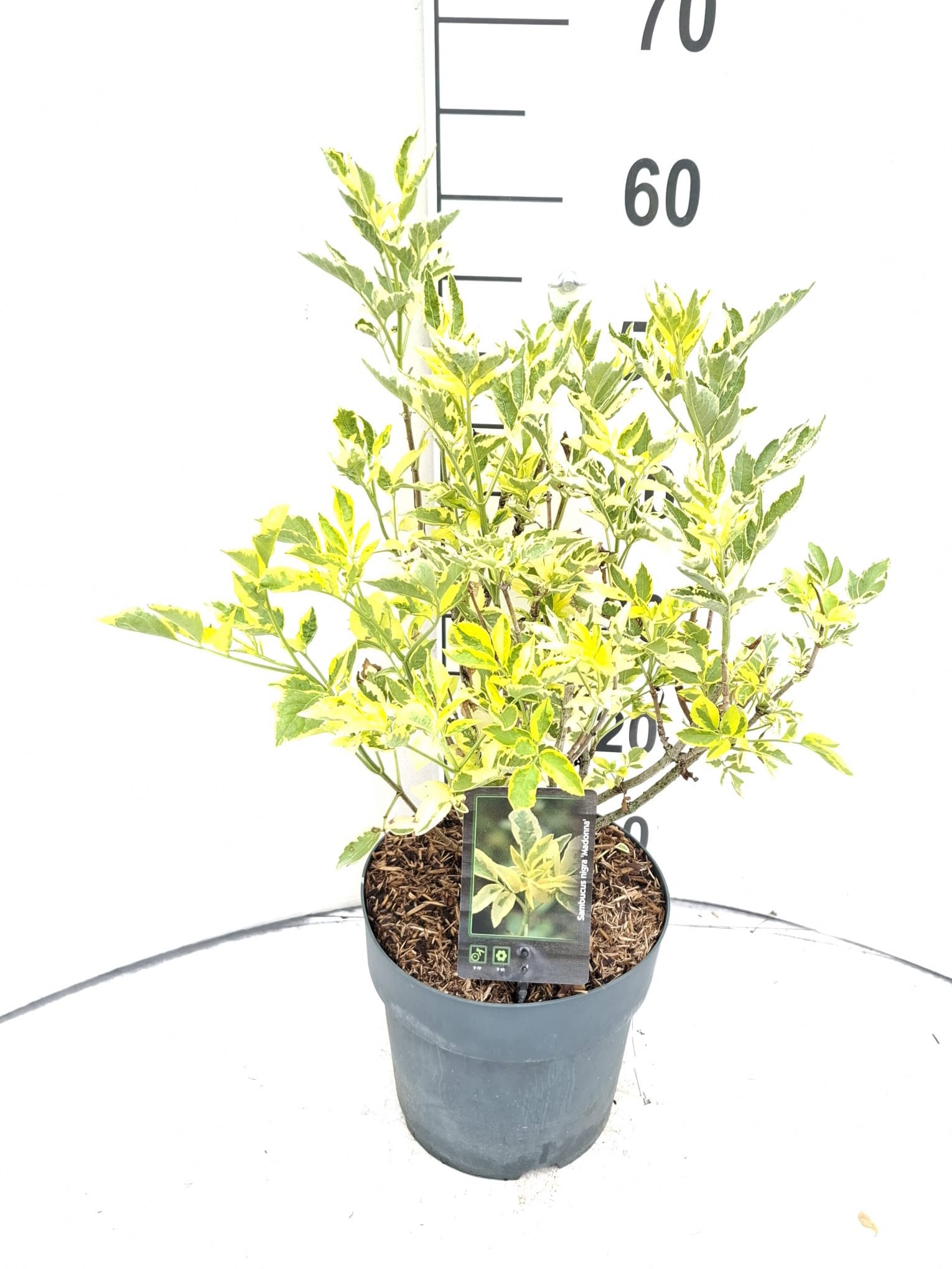Sambucus nigra 'Madonna'