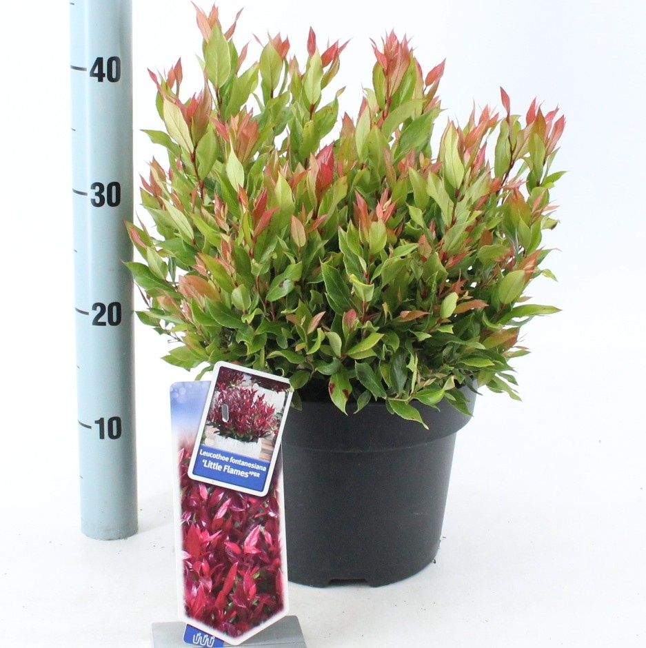 Picture of Leucothoe 'Little Flames' PBR