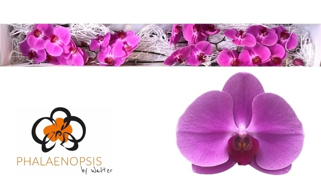Phalaenopsis Happy Valentina Per Bloom