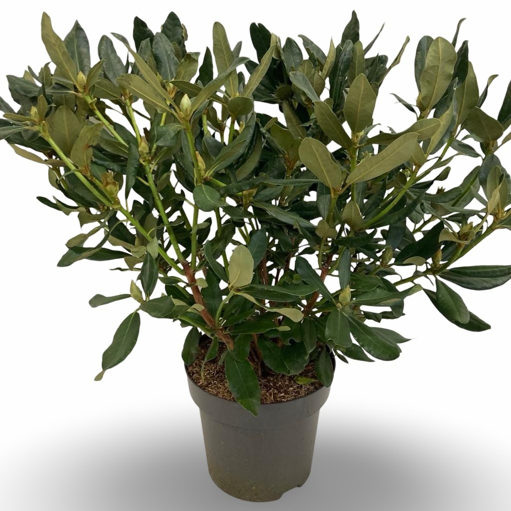 Picture of Rhododendron catawbiense 'Nova Zembla'