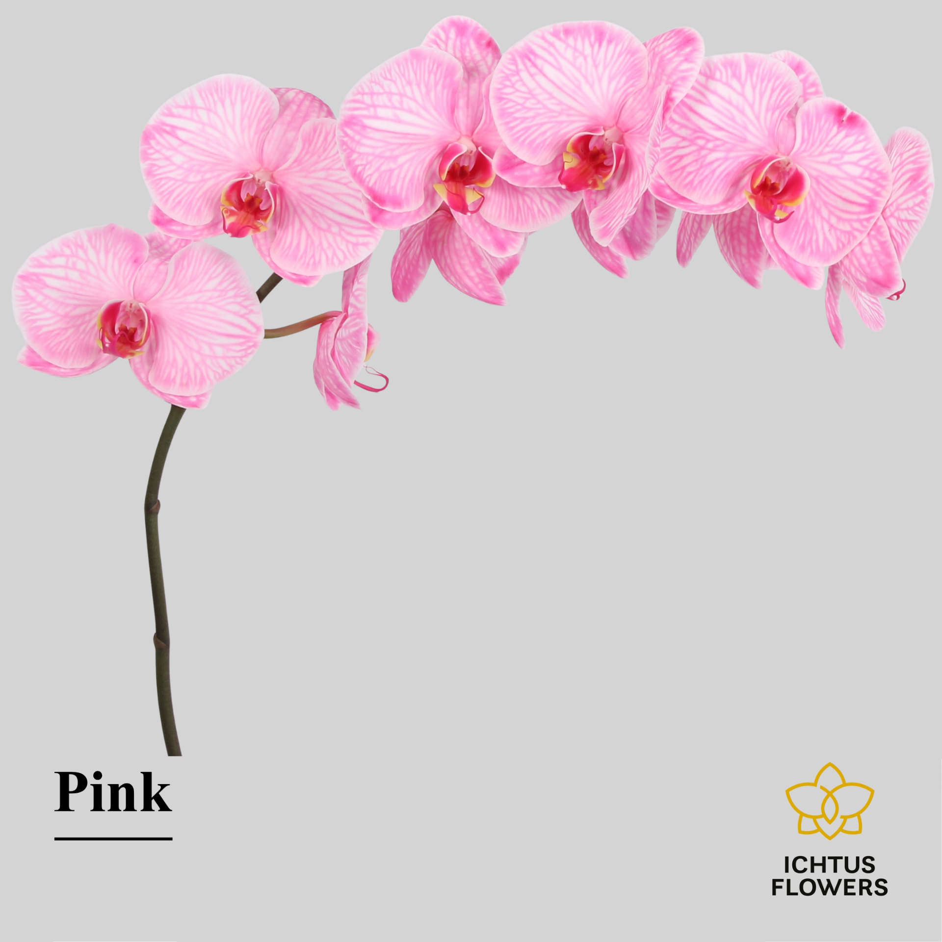 Phal Painted Pink Tak 7-9