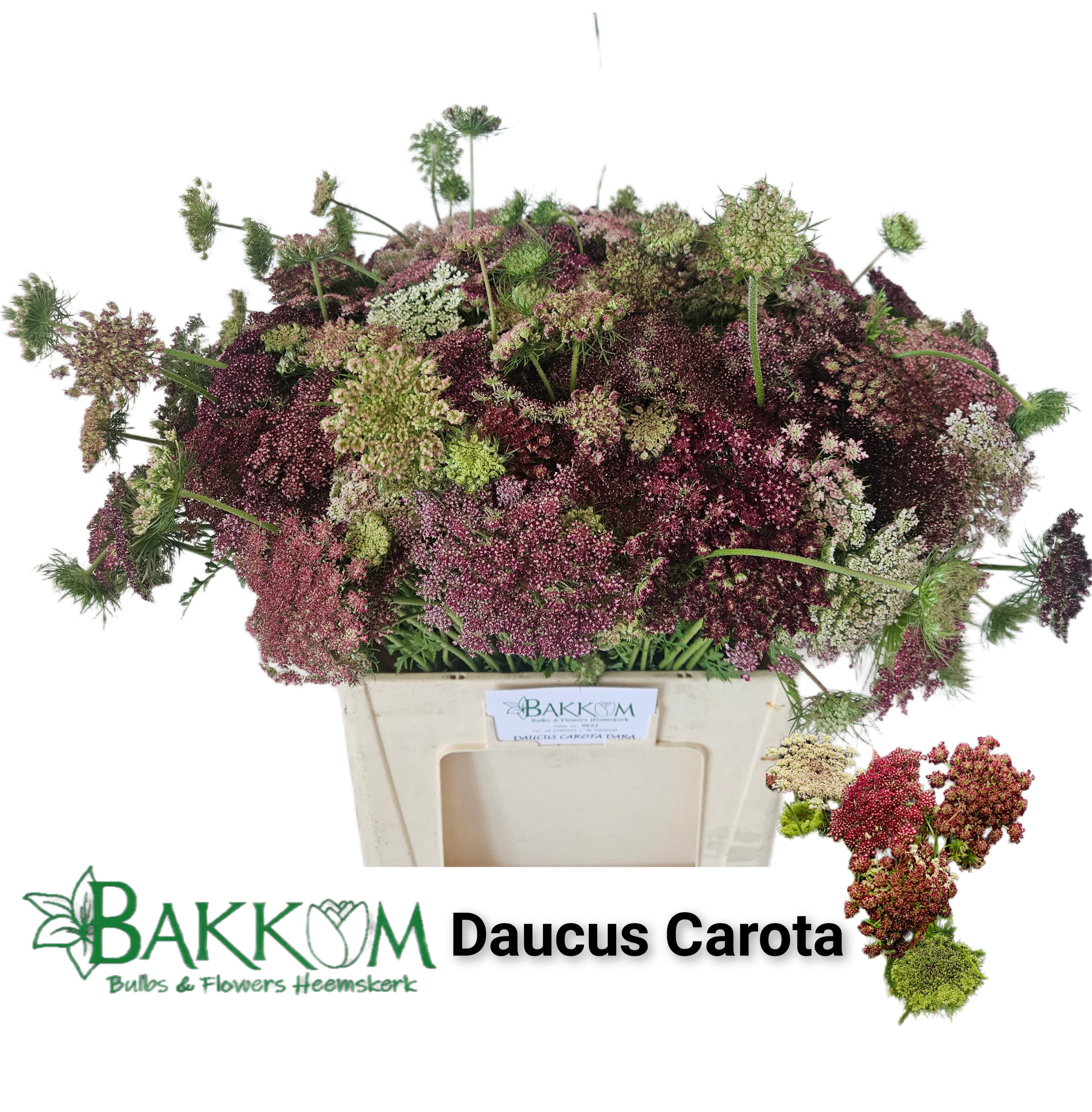 Daucus Carota 60cm