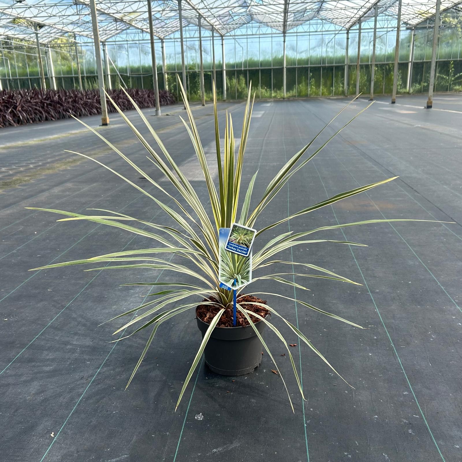 Picture of Cordyline australis Torbay Dazzler P19 (3 Ltr)