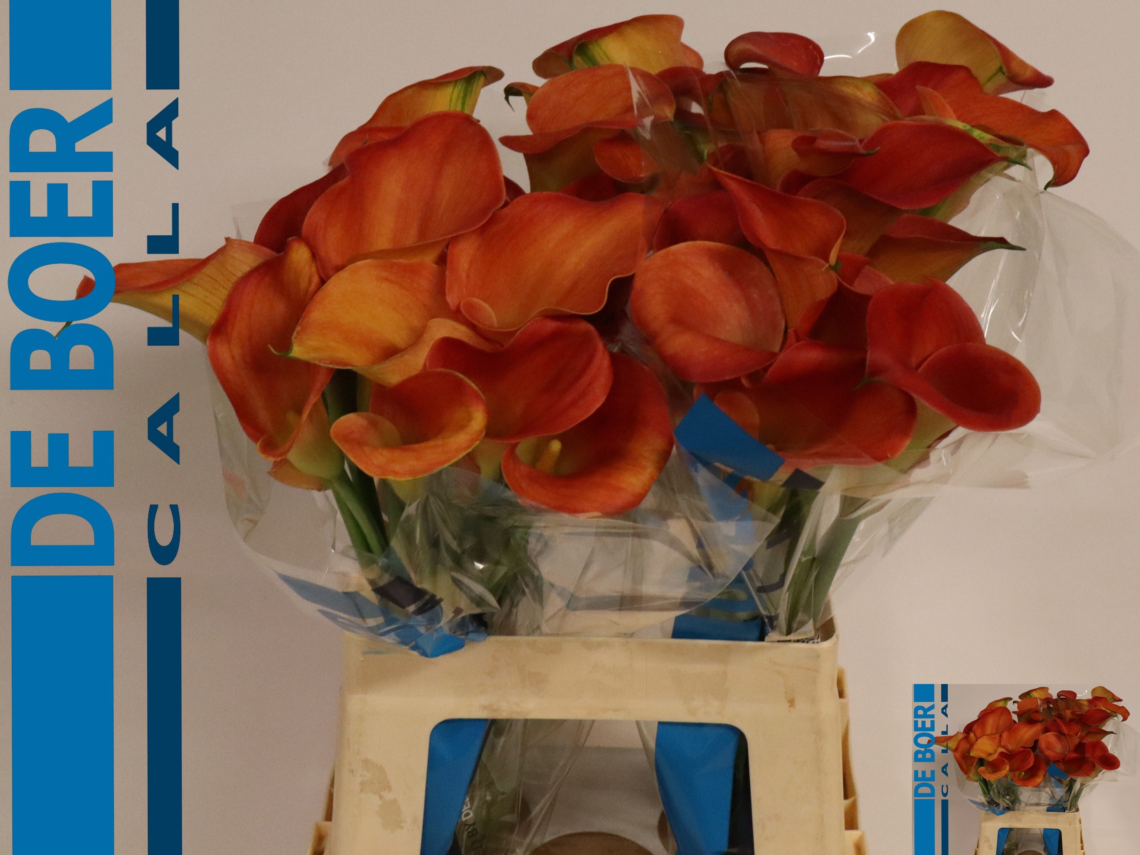 Calla Sunset Passion 60cm