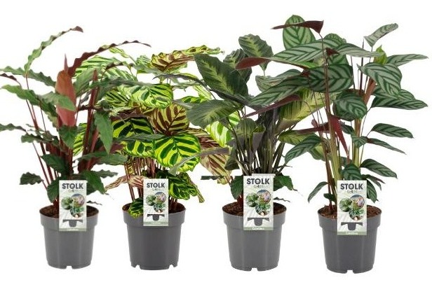 Picture of Calathea in 3 varieties P14 50CM