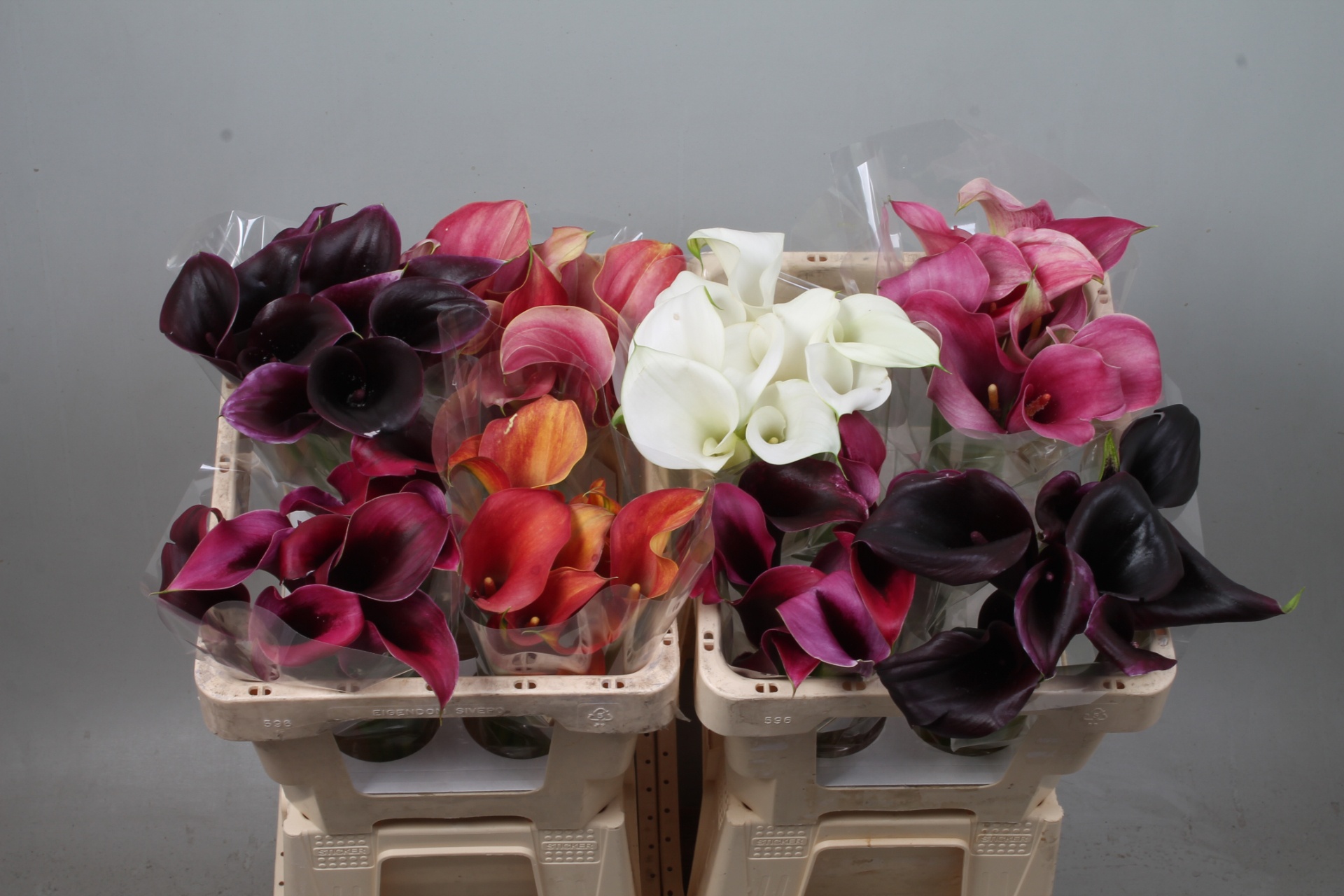 Calla Assorted 50cm