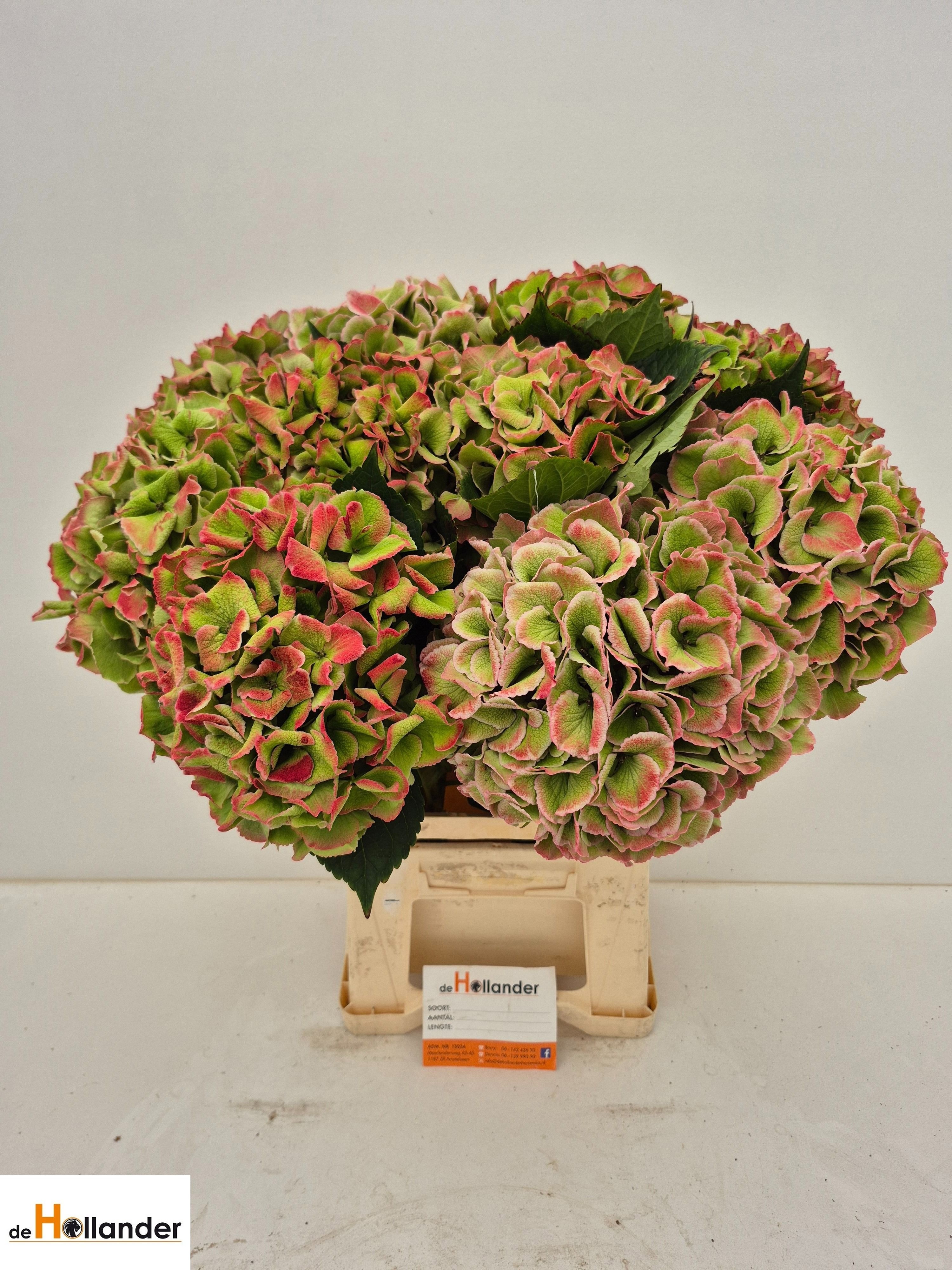 Hydrangea Royal Love Classic 60cm 21Ø