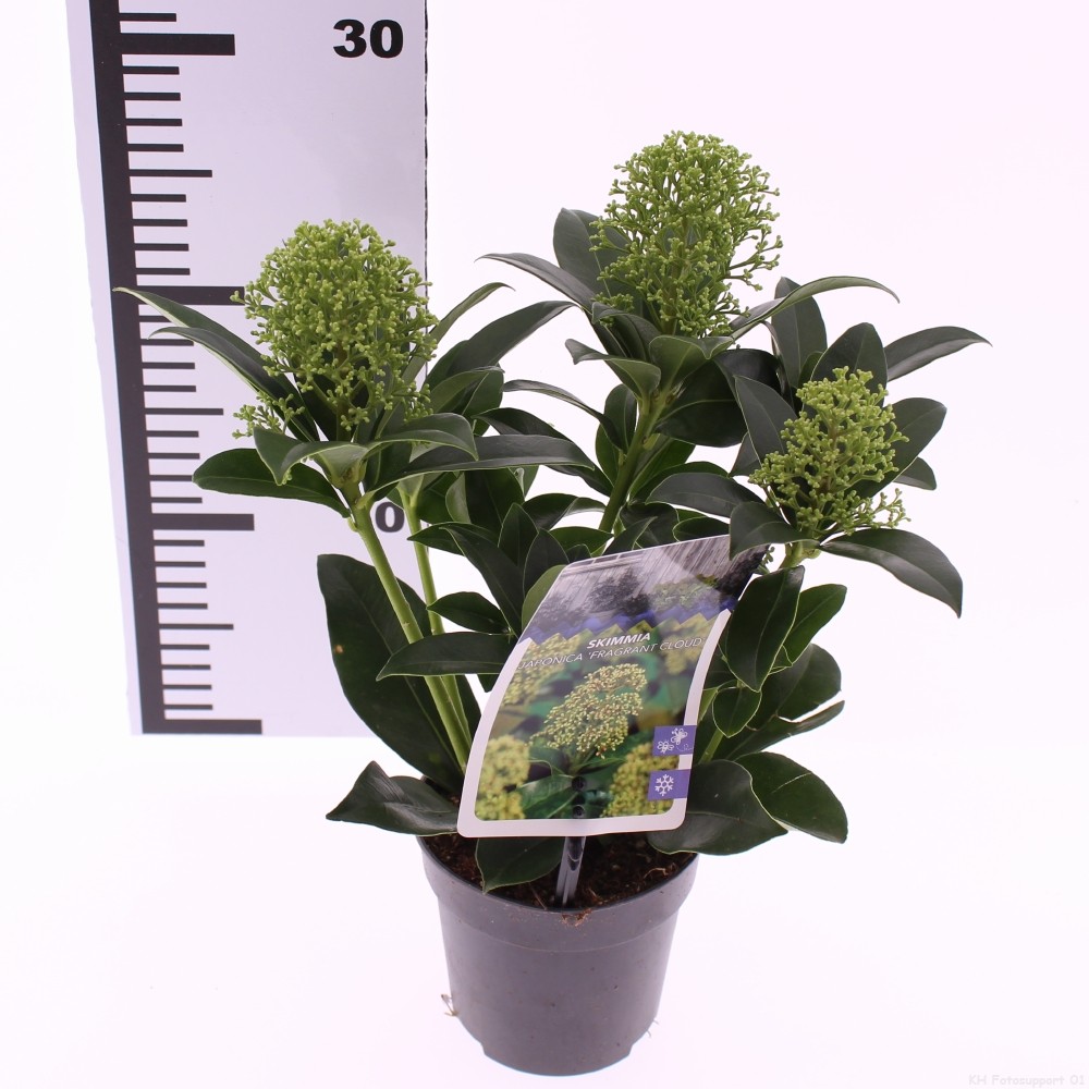 Picture of Skimmia jap. 'Fragrant Cloud'