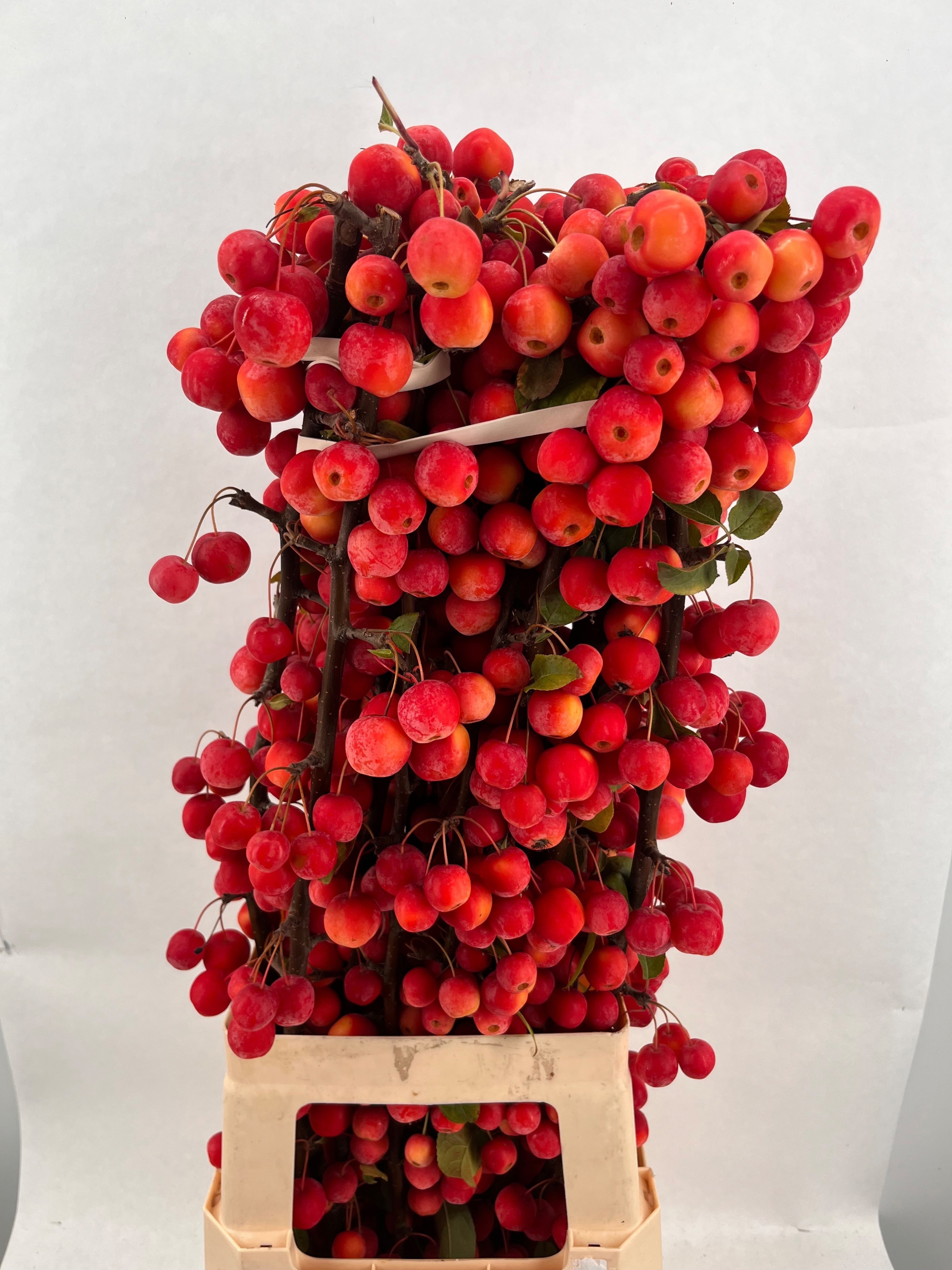 Malus Per Stem 80cm