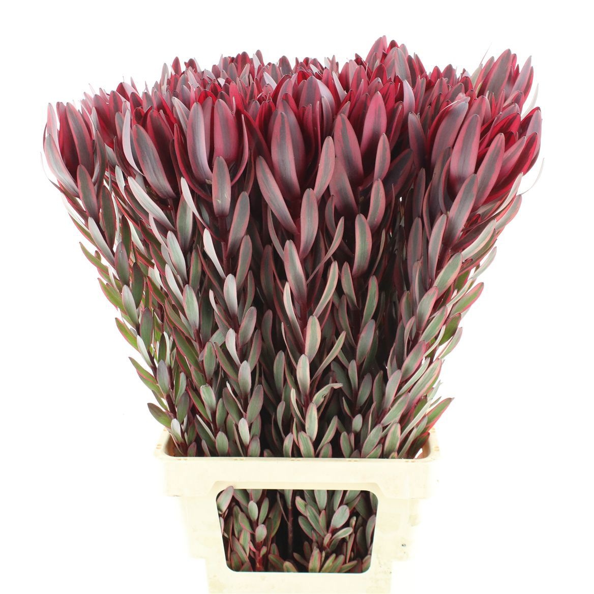 Leucadendron Jester 80cm
