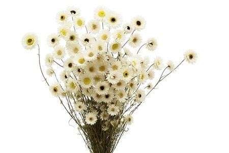 Dried/preserved Flowers Misc 60cm 100gram