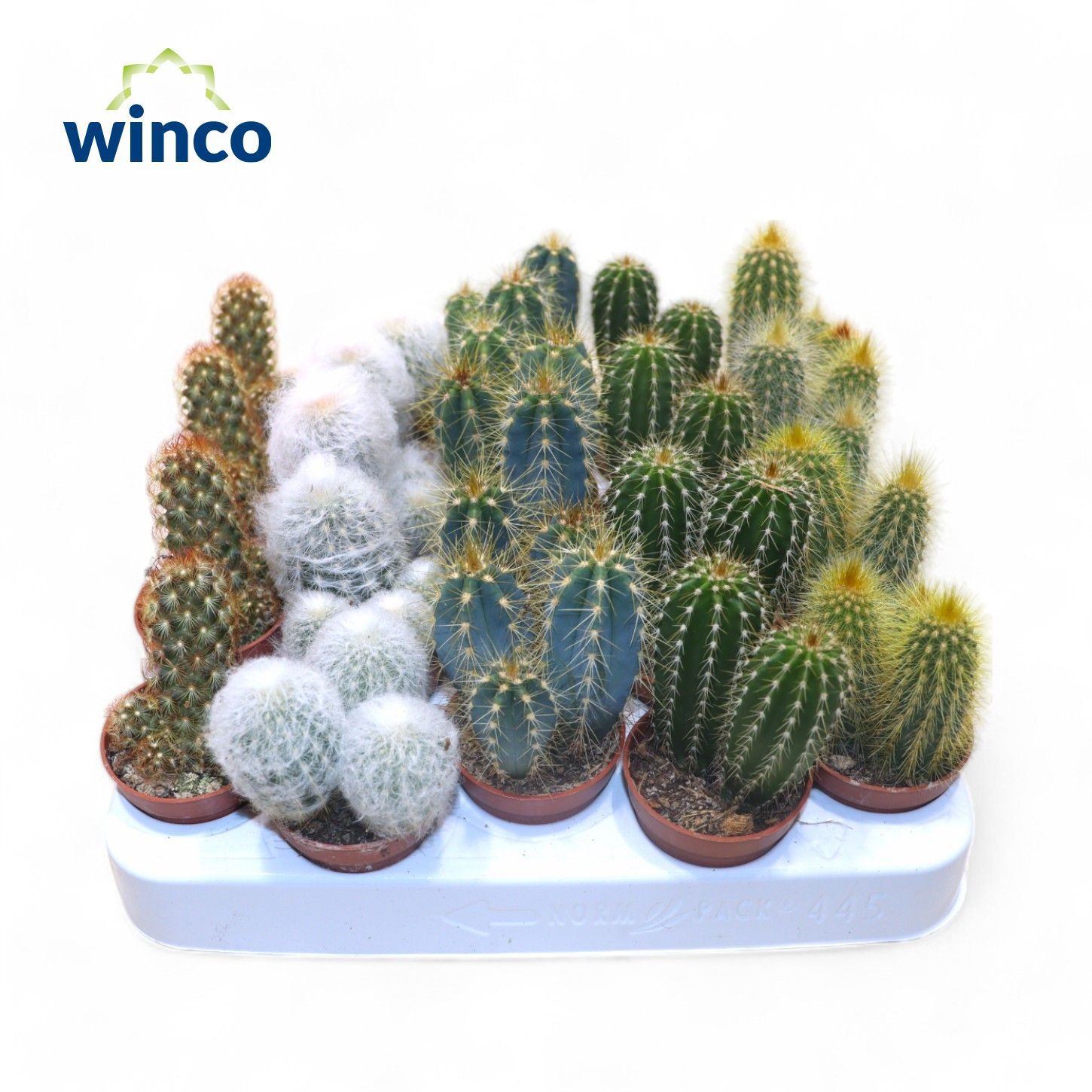 Cactus Gem 505P 10H
