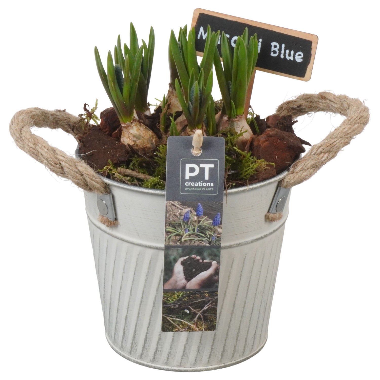 Picture of PTMB1047 Arrangement Muscari in zinc deco pot P13 18cm